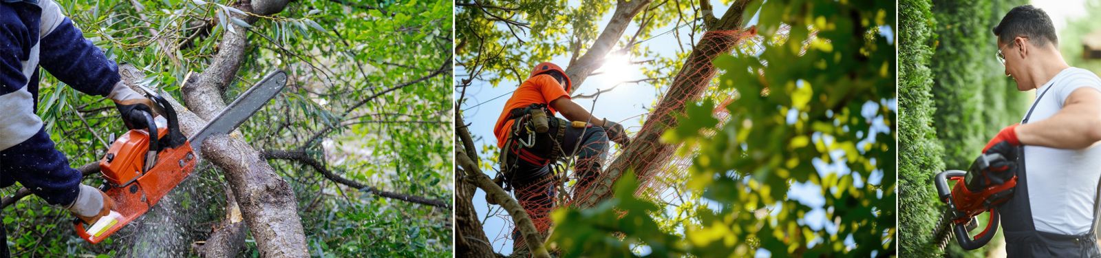 Arboriste et entretien des espaces verts à Cavalaire-sur-Mer